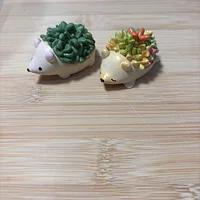 多肉刺蝟