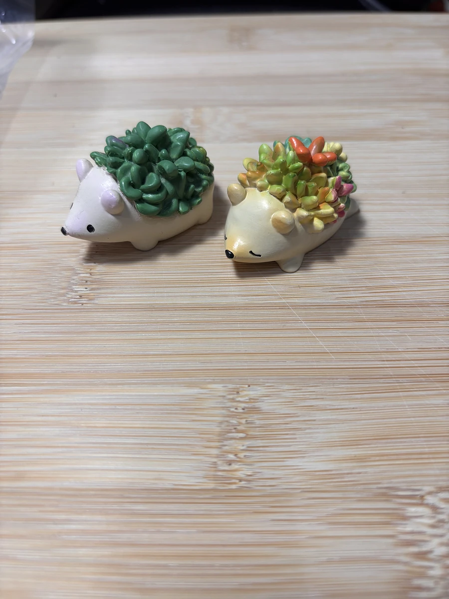 多肉刺蝟 商品圖片